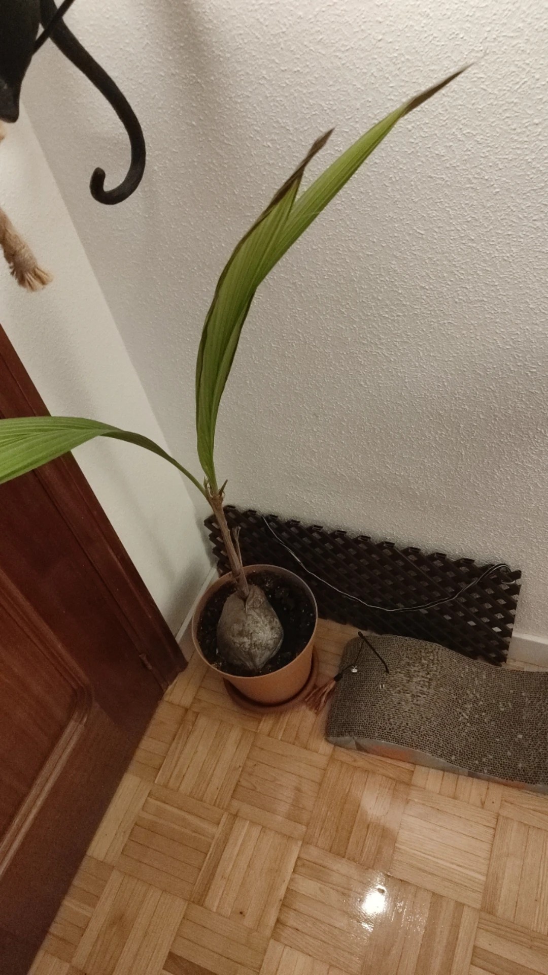 coqueiro faltando água sintomas