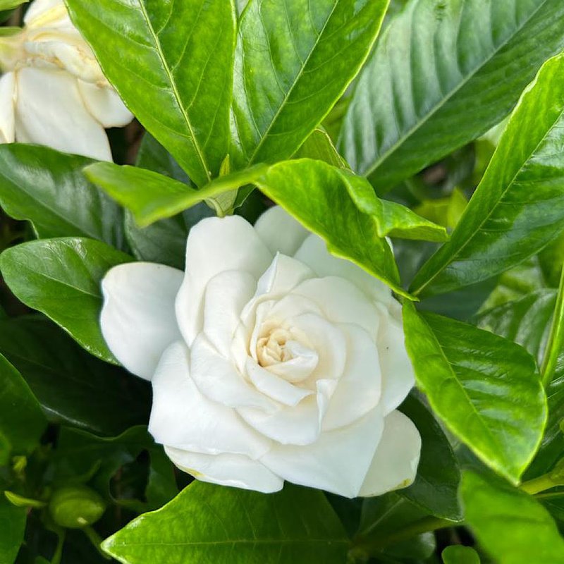 jardim de gardênias