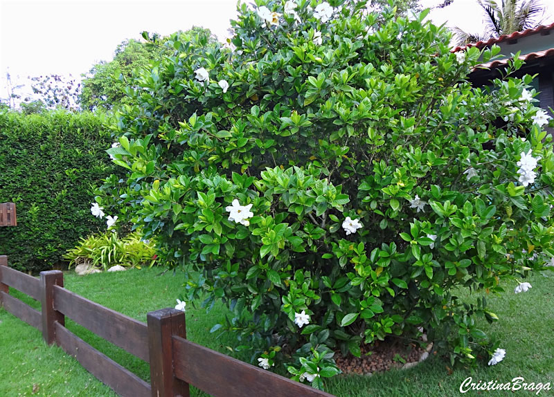 plantar gardênia