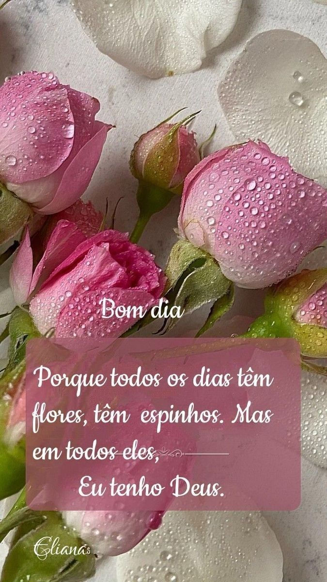 fotos de bom dia com girassol