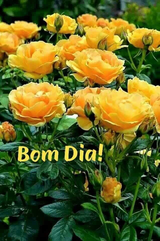 cartões de bom dia com flores