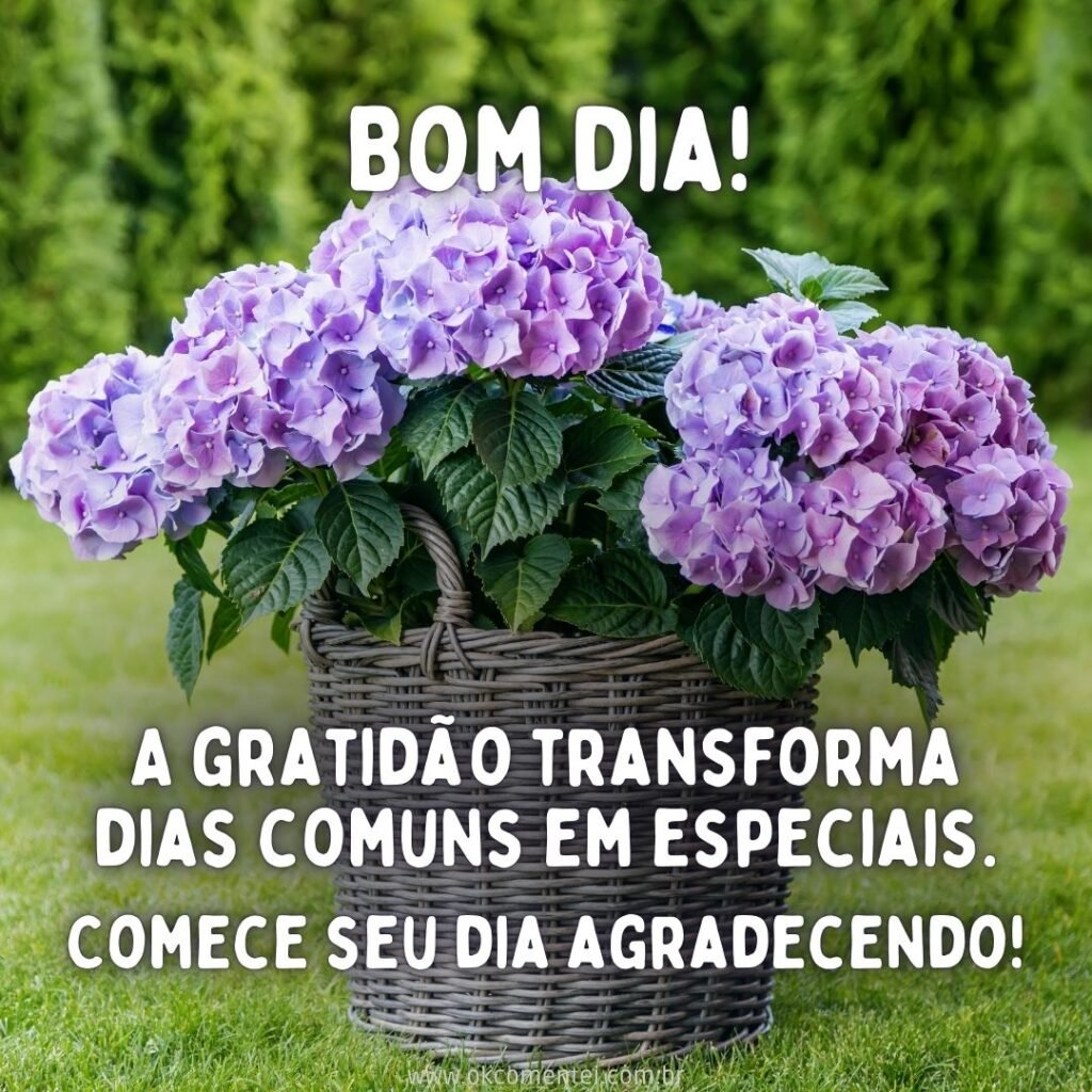 bom dia flores para status