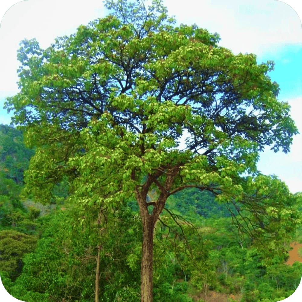 caroba-de-flor-verde