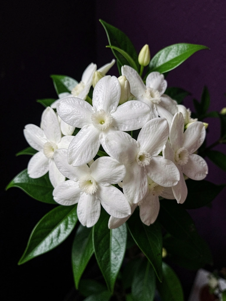 Flores de jasmim sambac brancas com nomes em diferentes idiomas escritos abaixo.