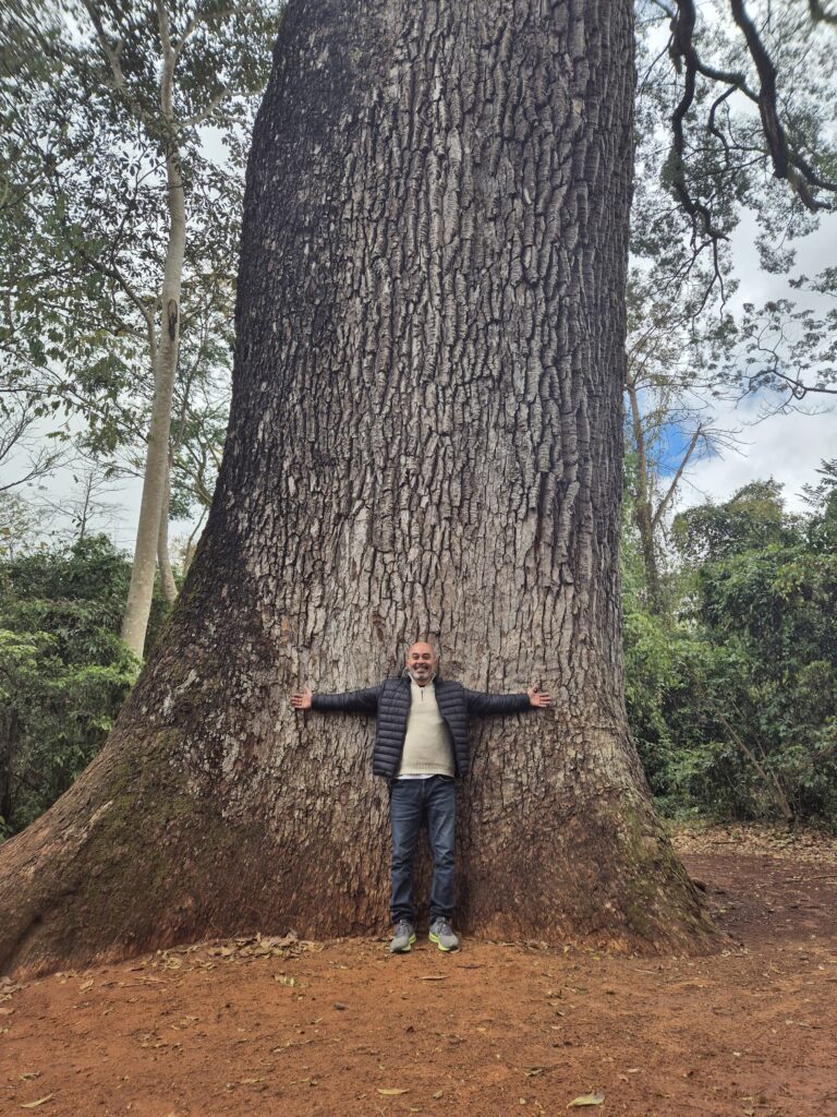Patriarca Jequitibá-rosa