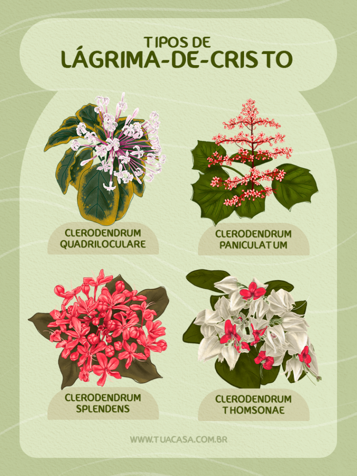 Clerodendrum thomsoniae iluminação
