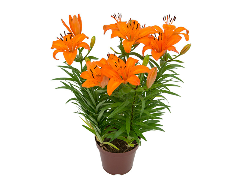 Lilium bulbiferum