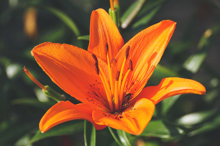Hemerocallis