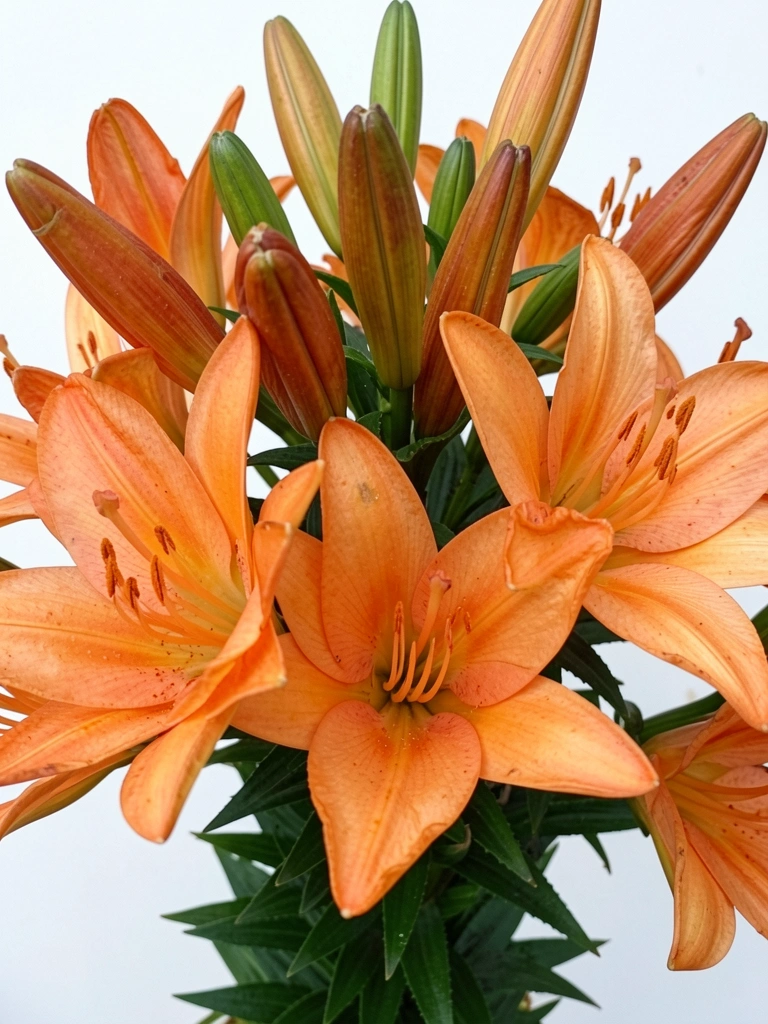Flor de lírio laranja com pétalas abertas e estames longos sobre fundo neutro.