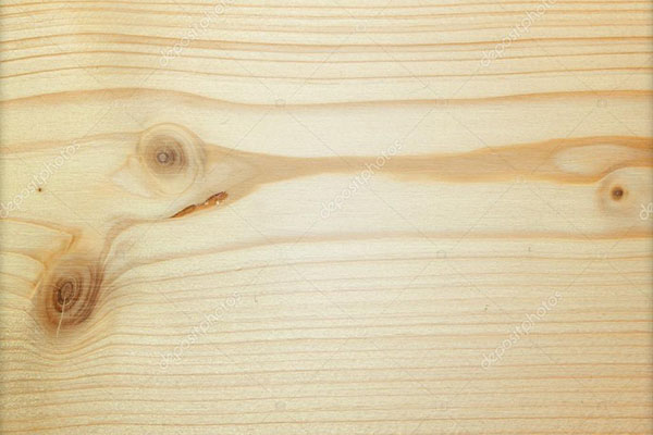pinus reflorestado