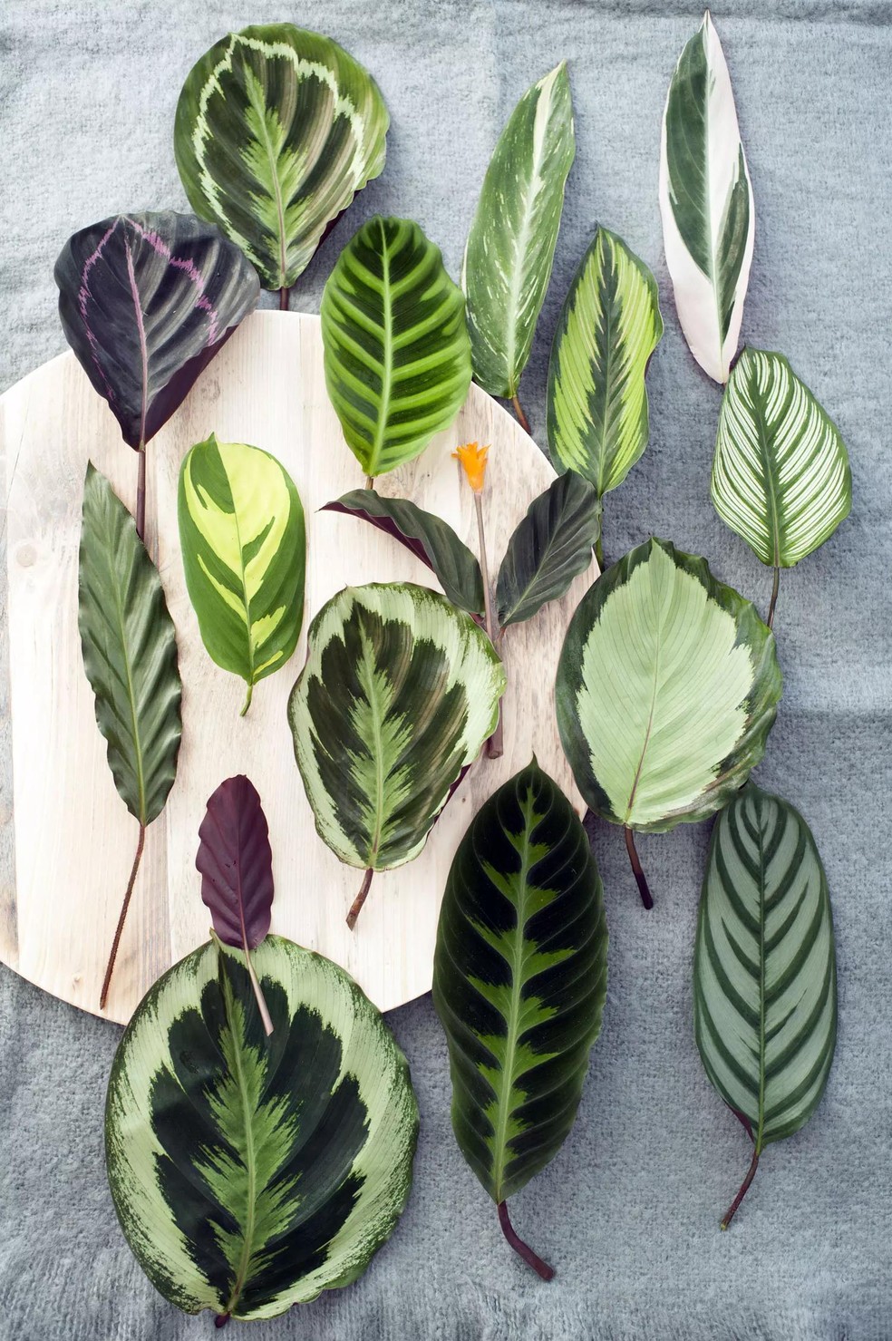 Marantas e Calatheas