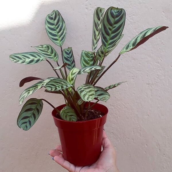 Maranta Pavão