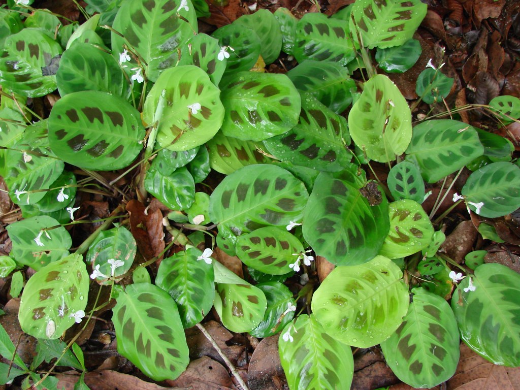 Maranta Riscada