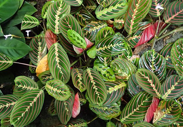 Maranta Zebrina