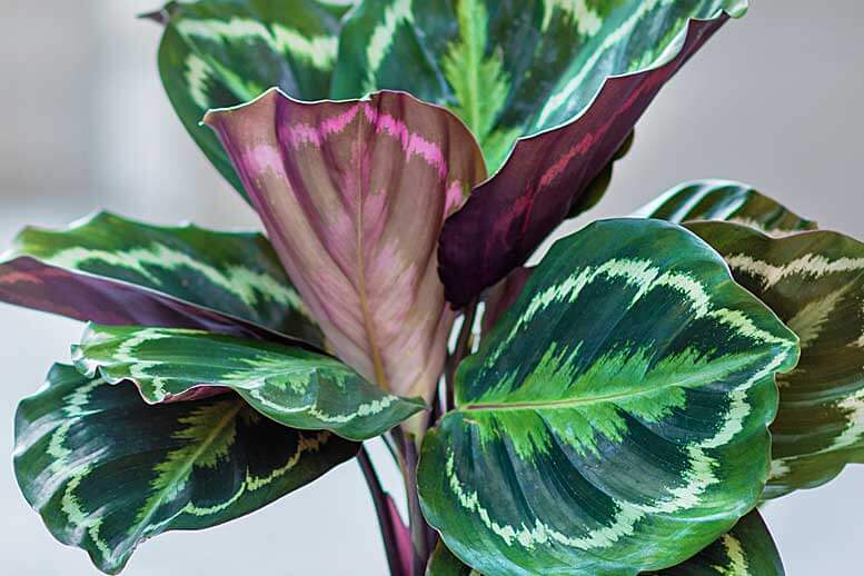 Maranta Burle Marx