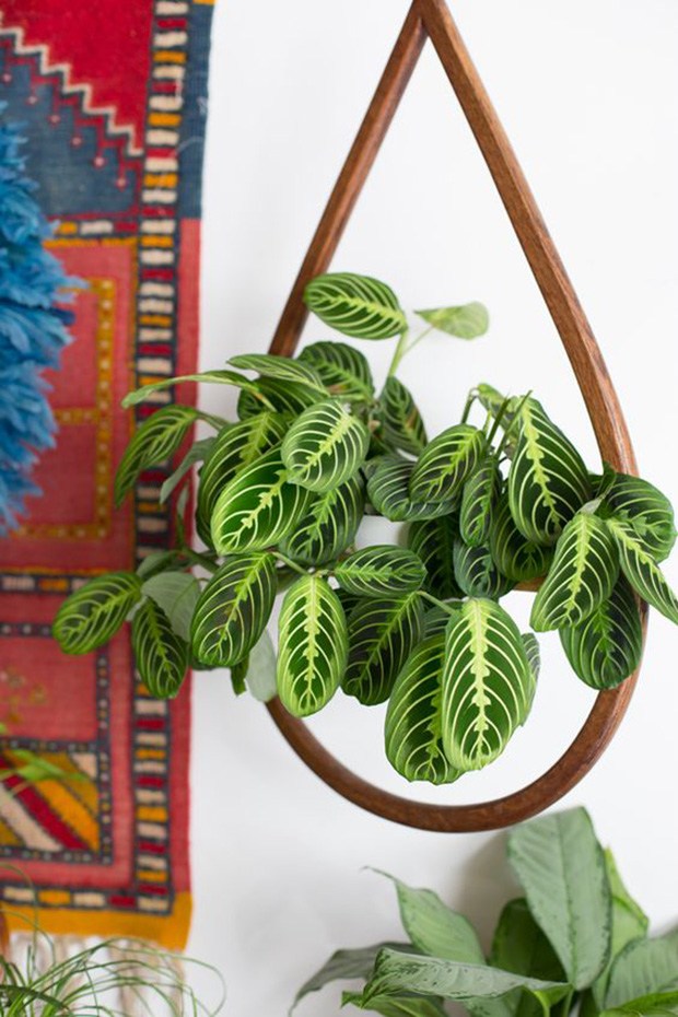 Maranta Barriga de Sapo