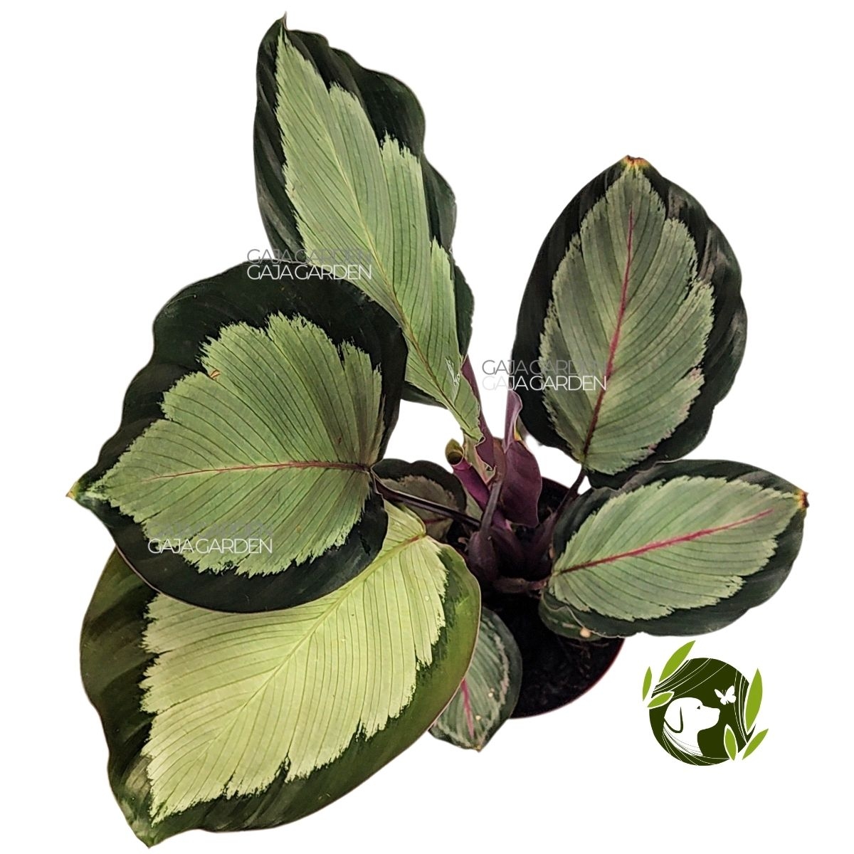 Marantas e Calatheas