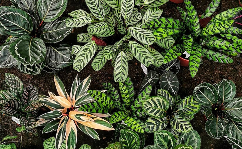 Família Marantaceae
