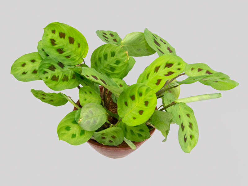 Família Marantaceae