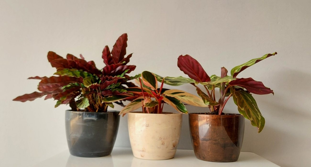 Cultivo de marantas