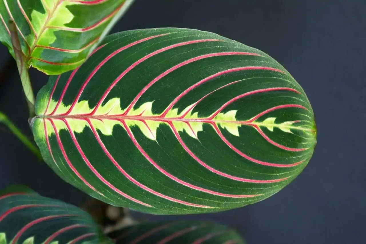 Cuidados com marantas