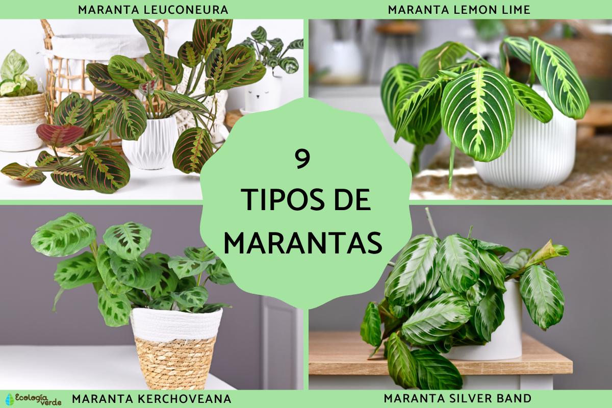 Tipos de Calatheas