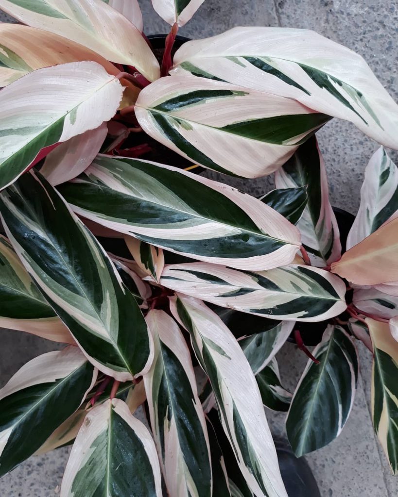 Folhagens tropicais
