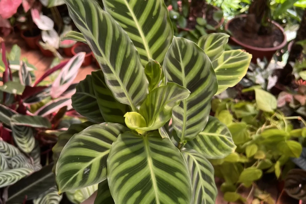 Plantas de interior