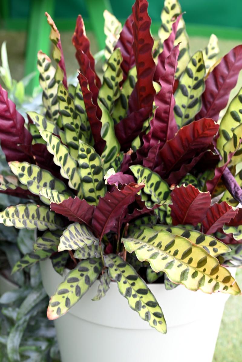 Maranta Tricolor