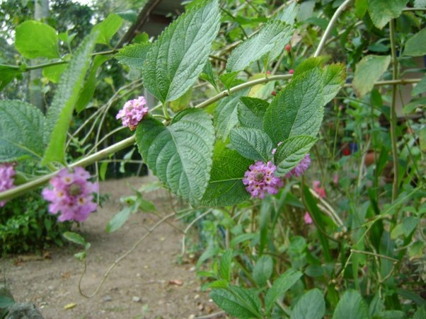 melissa planta medicinal
