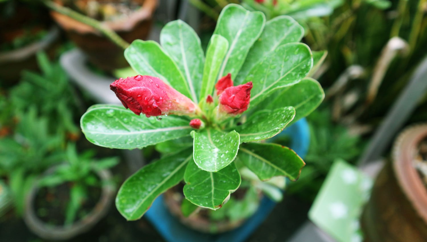 rosa do deserto água da chuva apodrece