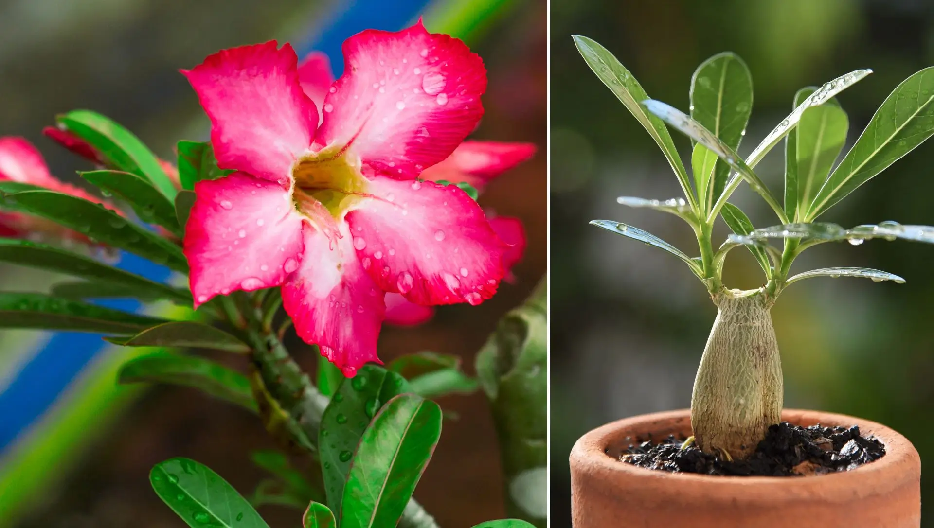 benefícios água da chuva rosa do deserto