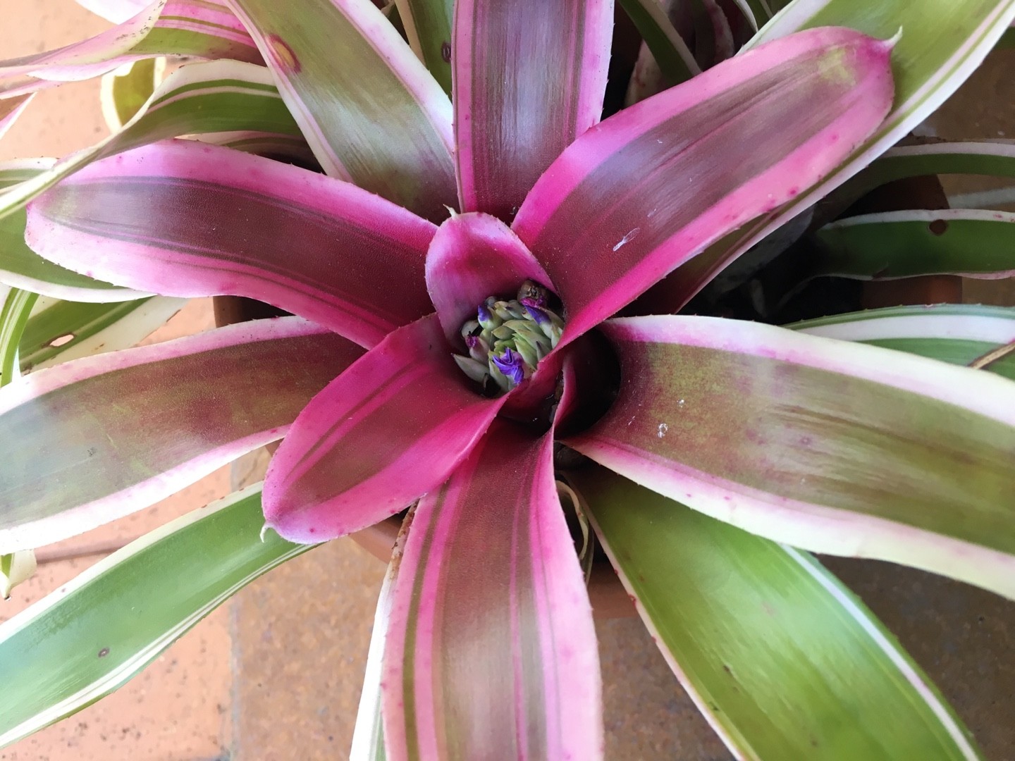 mudas de neoregelia