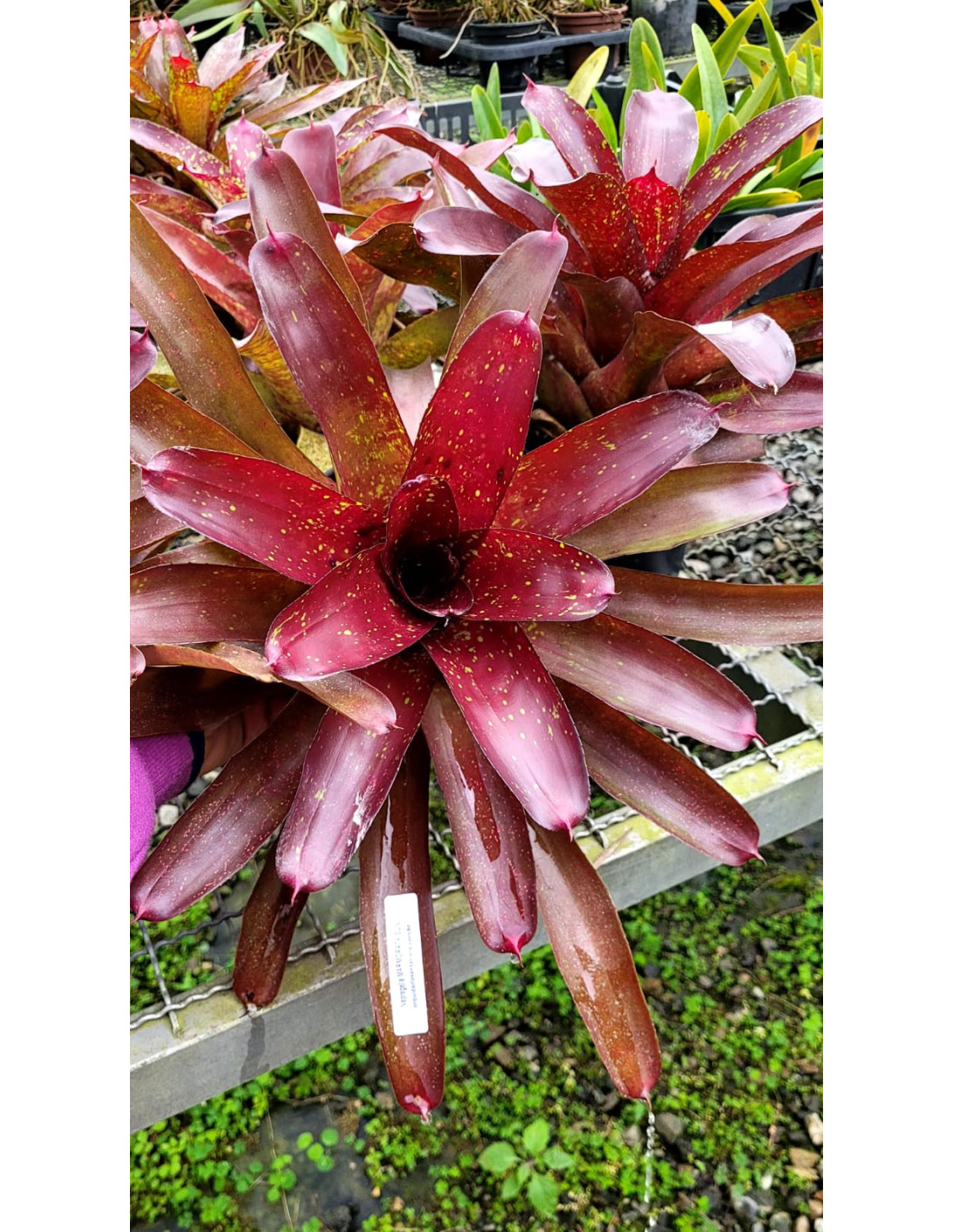 tipos de neoregelia