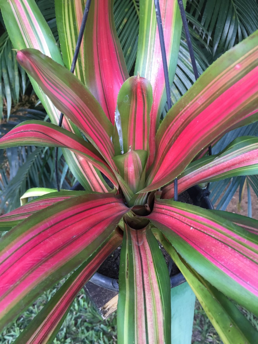 neoregelia preço
