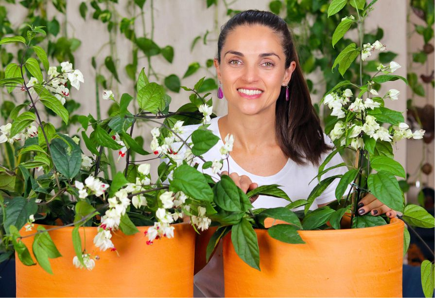 onde colocar a flor lágrima de cristo