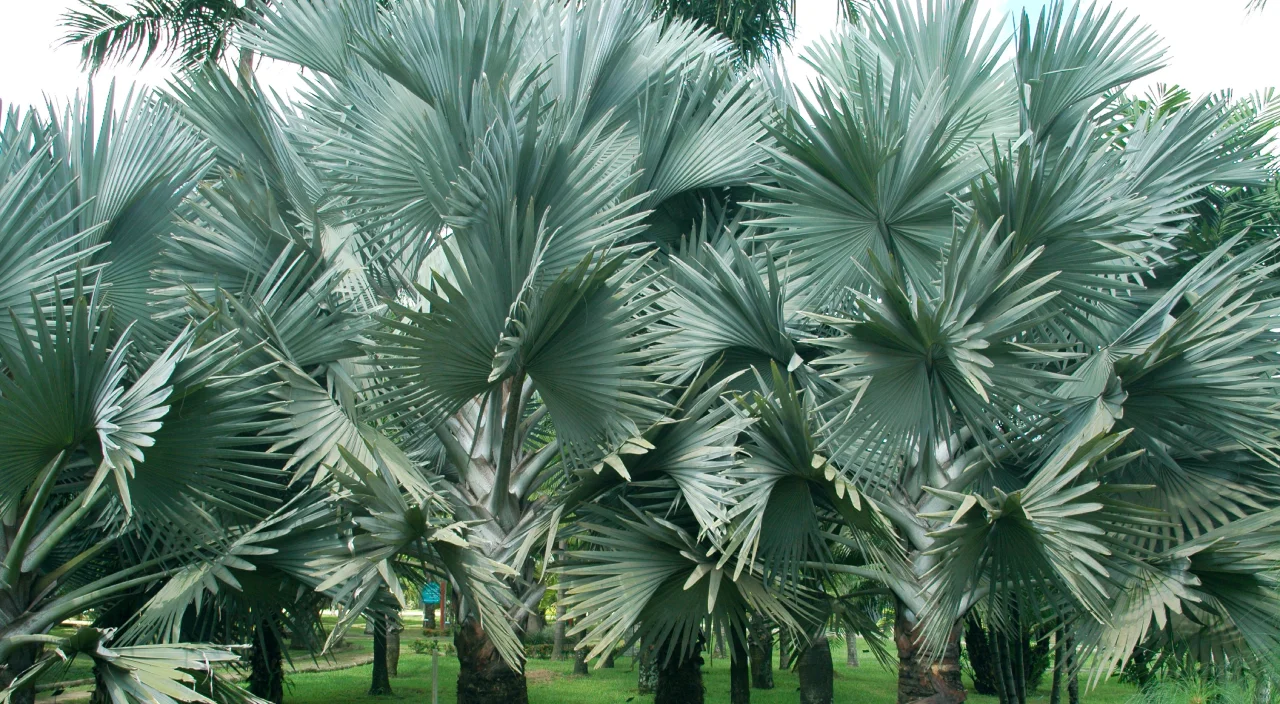 palmeira azul sol pleno