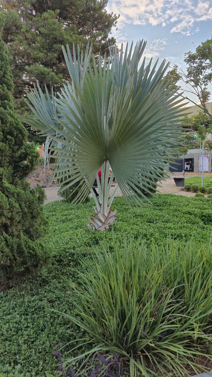 Bismarckia nobilis cultivo