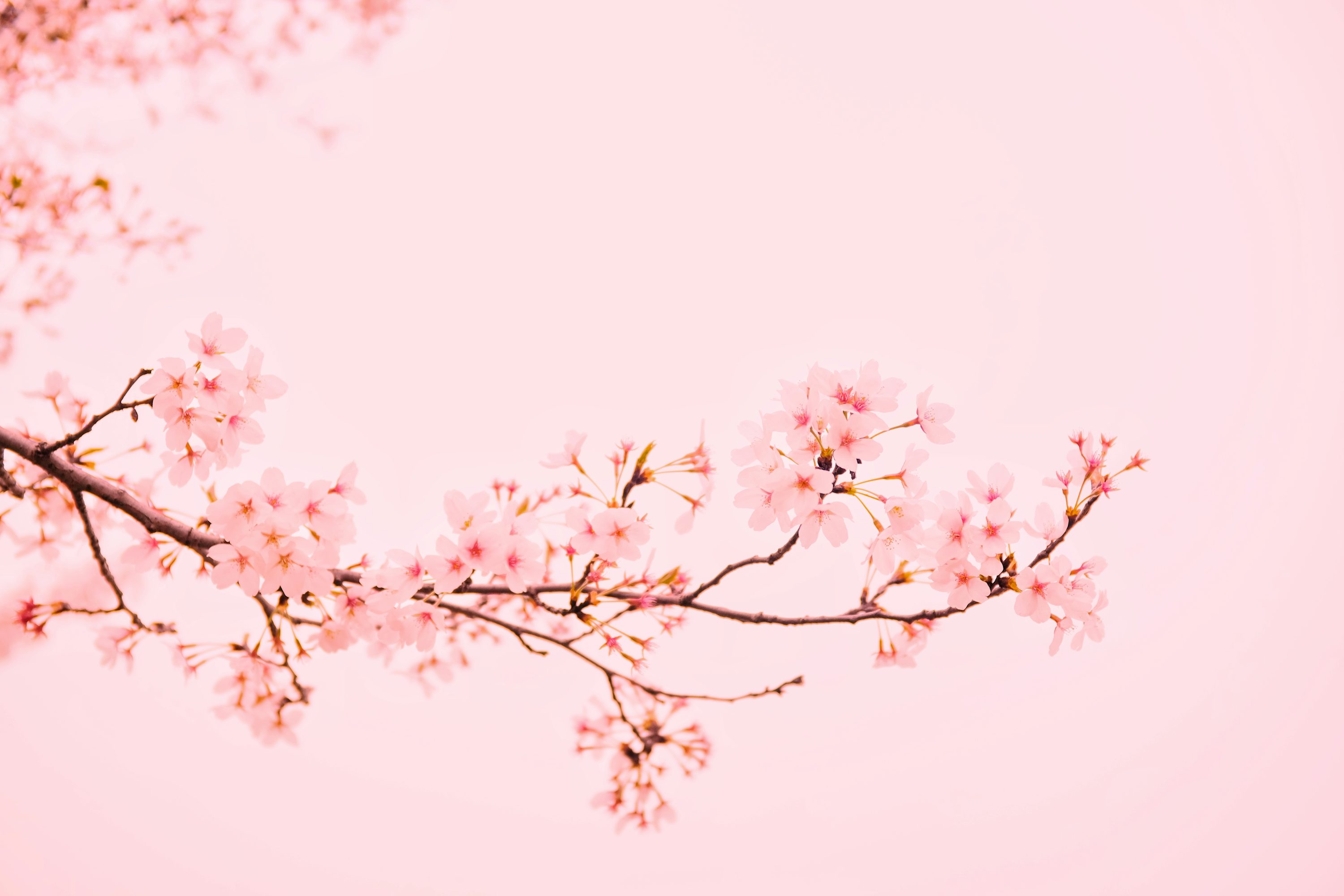 papel de parede rosa adesivo