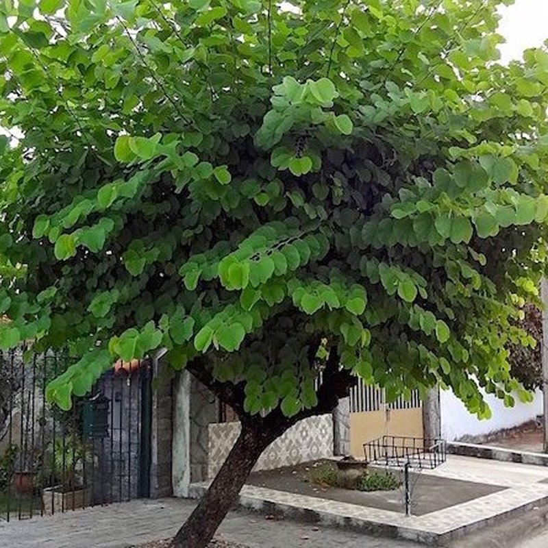 Bauhinia forficata