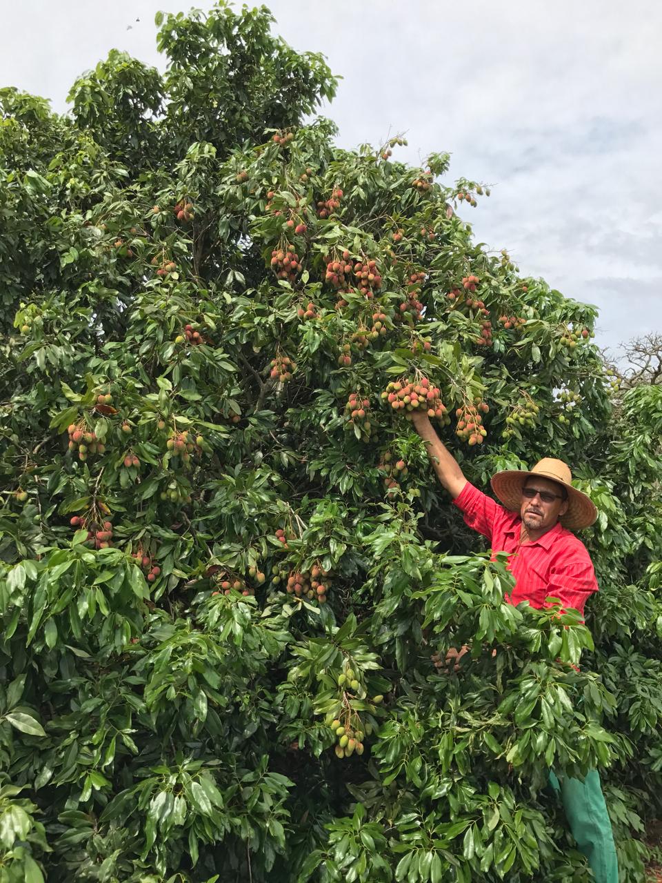tempo para frutificar lichia