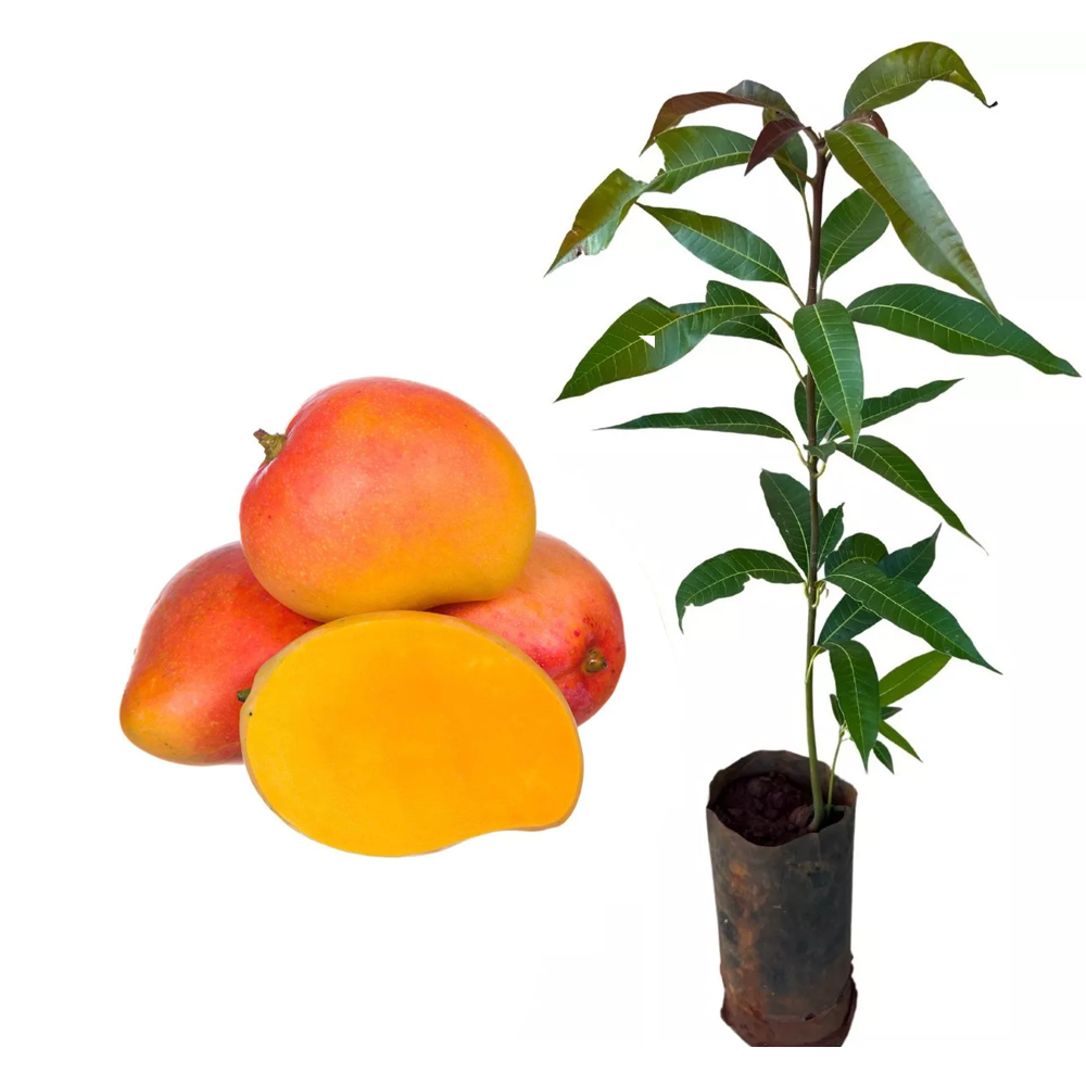 cultivo manga rosa
