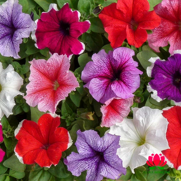 cuidados com petunia