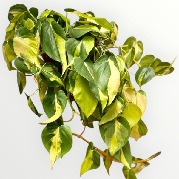 Philodendron Brasil cuidados