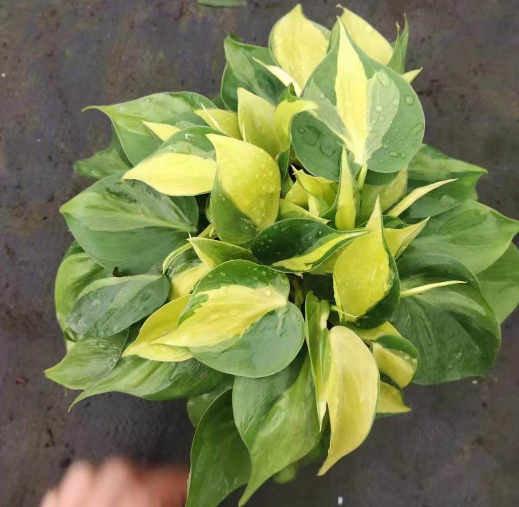 Philodendron Brasil preço