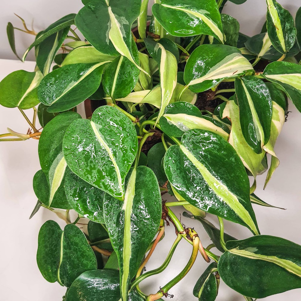Onde comprar Philodendron Brasil