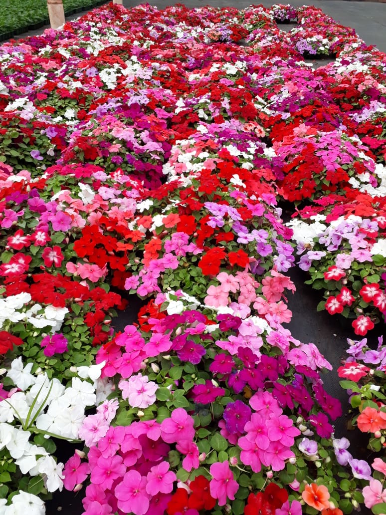 impatiens walleriana