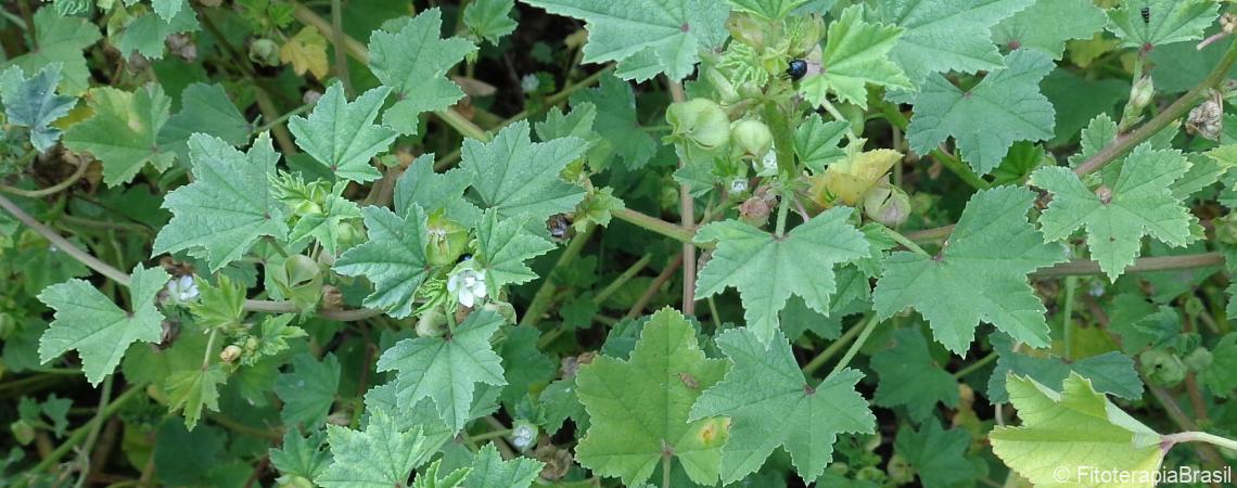 Malva para tosse