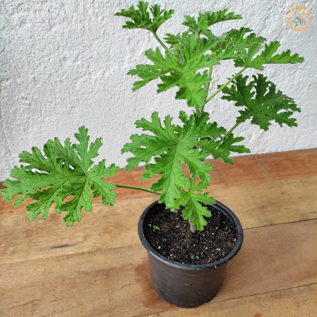 Malva para garganta