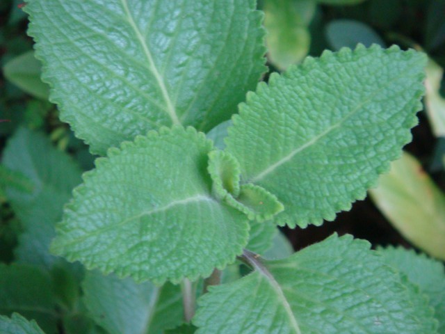 Malva para estômago